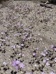 Leptosiphon breviculus