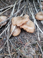 Clitocybe albirhiza