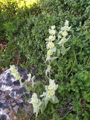 Pseudodictamnus acetabulosus