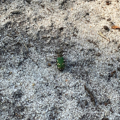 Cicindela soluta