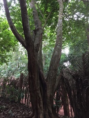 Pterocarpus santalinoides