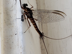 Siphlonurus aestivalis