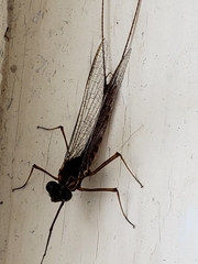 Siphlonurus aestivalis