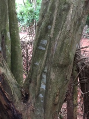 Pterocarpus santalinoides