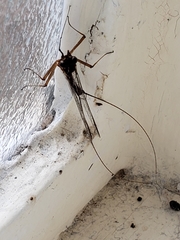 Siphlonurus aestivalis