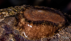 Scutus unguis