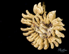 Volegalea cochlidium