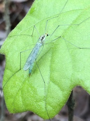 Nephrotoma virescens