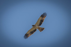Hieraaetus pennatus