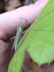 Nephrotoma virescens