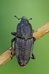 Sphenophorus venatus vestitus