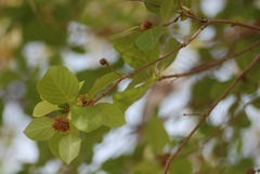 Neolamarckia cadamba