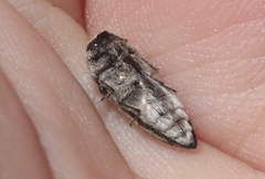 Acmaeodera pubiventris lanata