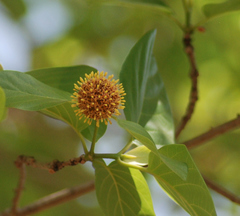 Neolamarckia cadamba