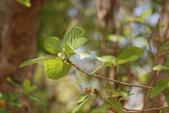 Neolamarckia cadamba