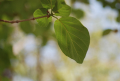 Neolamarckia cadamba