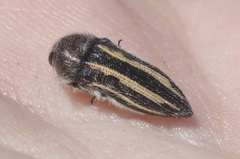 Acmaeodera pubiventris lanata