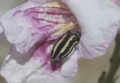 Acmaeodera pubiventris lanata