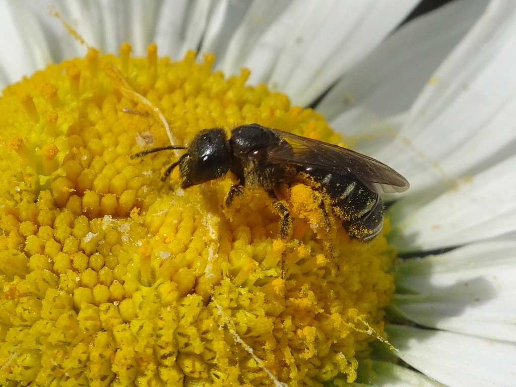 Square-headed Furrow Bee