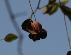 Terminalia elliptica