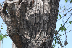 Terminalia elliptica