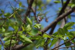 Terminalia elliptica