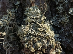 Hypogymnia farinacea