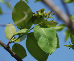 Terminalia elliptica