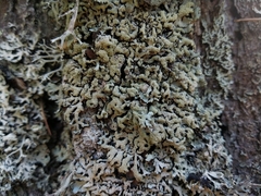 Hypogymnia farinacea