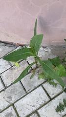 Lactuca serriola