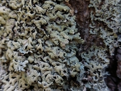 Hypogymnia farinacea