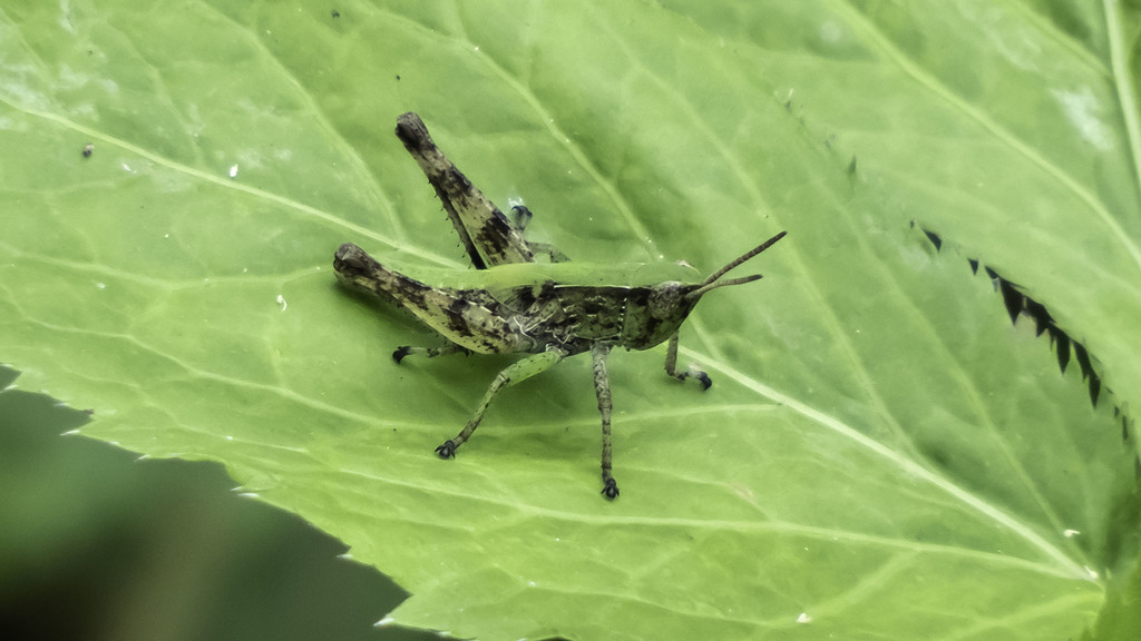 Short-winged Green Grasshopper