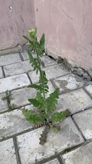 Sisymbrium loeselii