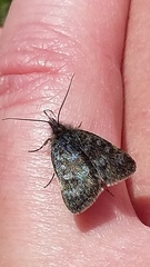 Metaxmeste phrygialis