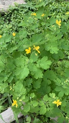 Chelidonium majus