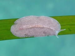 Eurylepta leoparda
