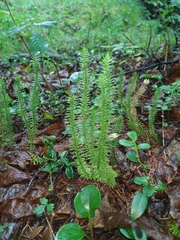 Spinulum annotinum alpestre