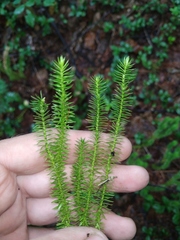 Spinulum annotinum alpestre