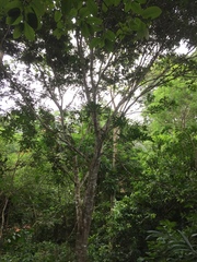 Psydrax parviflora