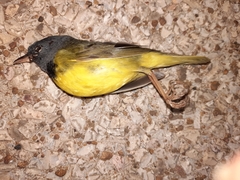 Geothlypis philadelphia