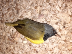 Geothlypis philadelphia