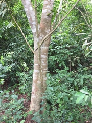 Psydrax parviflora