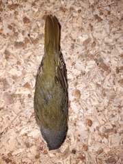 Geothlypis philadelphia