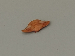 Cricula trifenestrata