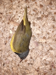 Geothlypis philadelphia