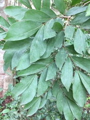 Psydrax parviflora