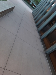 Geothlypis philadelphia