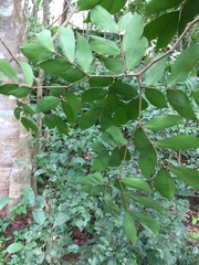 Psydrax parviflora