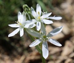 Ornithogalum comosum