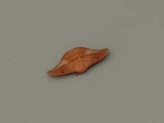 Cricula trifenestrata